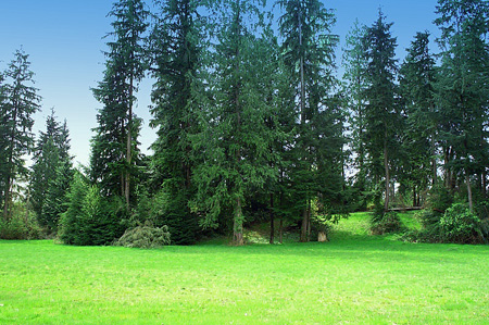 an area that has been parked out